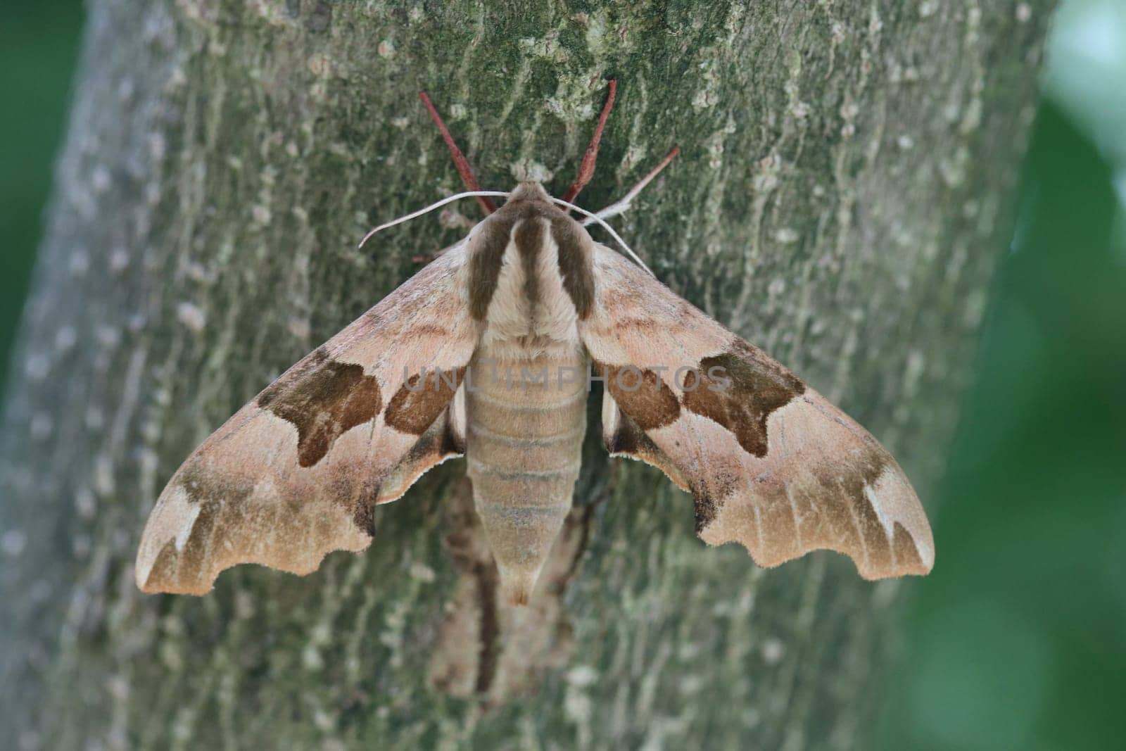 Mimas tiliae, the lime hawk-moth, is a moth of the family Sphingidae
