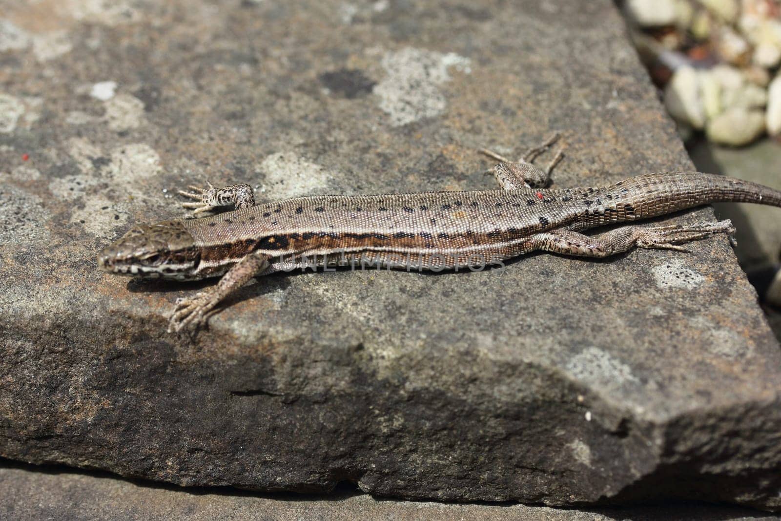 Podarcis muralis (common wall lizard) is a species of lizard with a large distribution in Europe and well-established introduced populations in North America