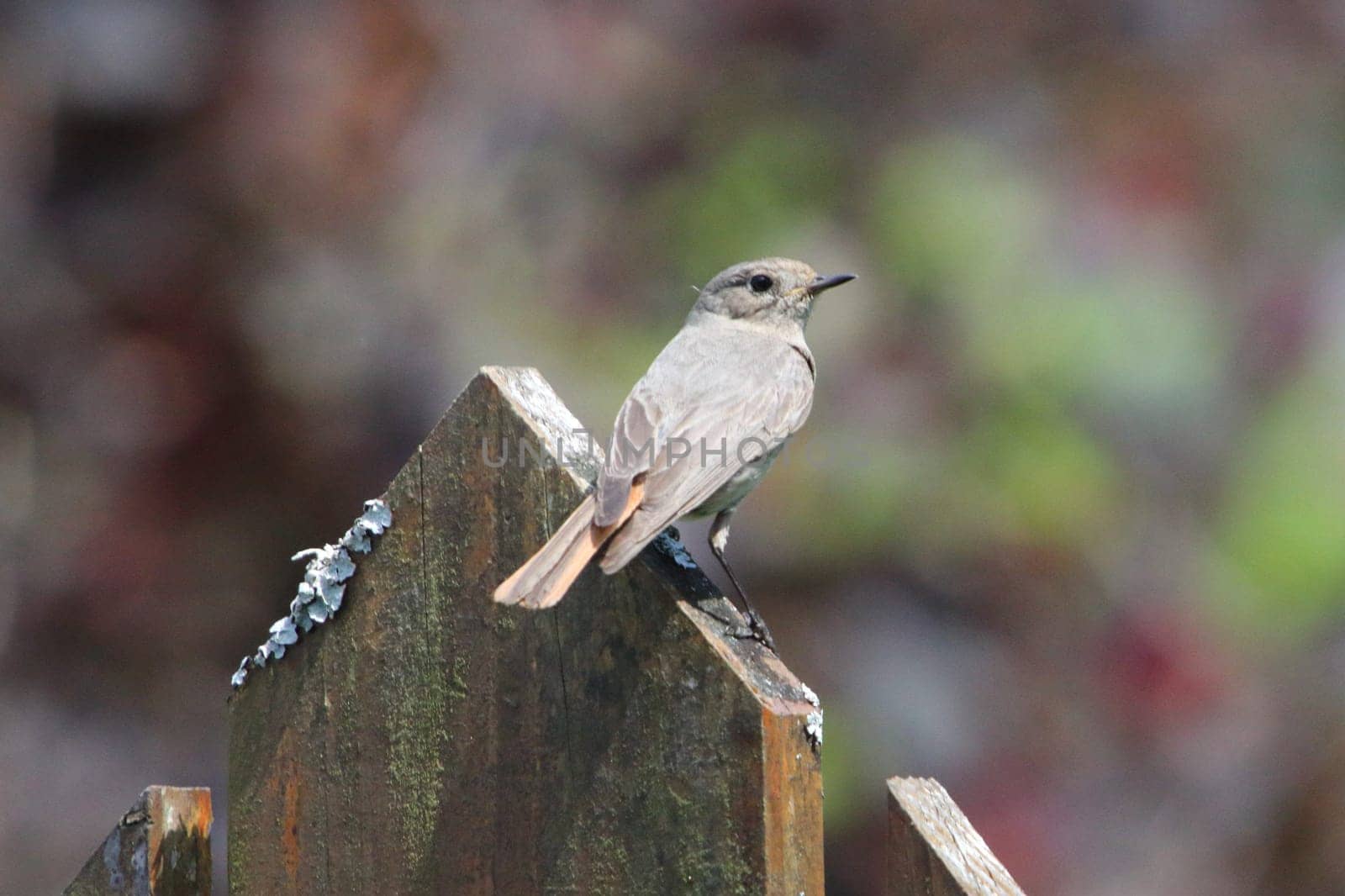 the black redstart (Phoenicurus ochruros) is a small passerine bird in the redstart genus Phoenicurus.