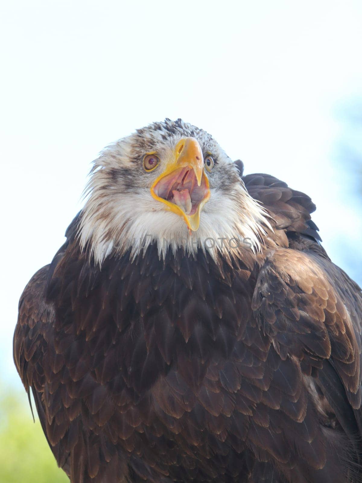 Detailed view of a bald eagle (Haliaeetus leucocephalus)