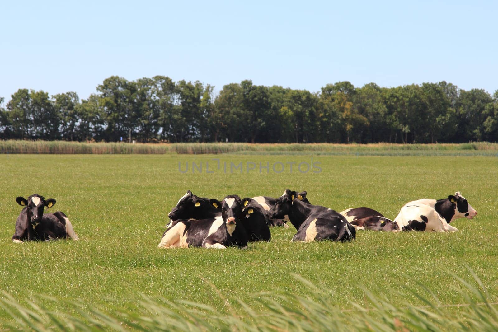 A herd of cows with several animals lies on a meadow