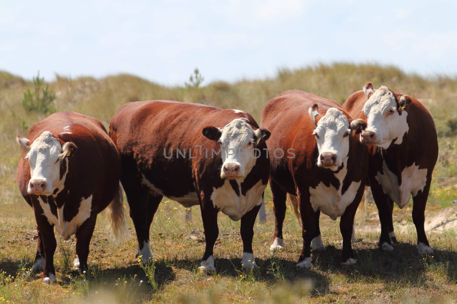 Cattle soil in a nature reserve near Ostkapelle, Zeeland province, Netherlands