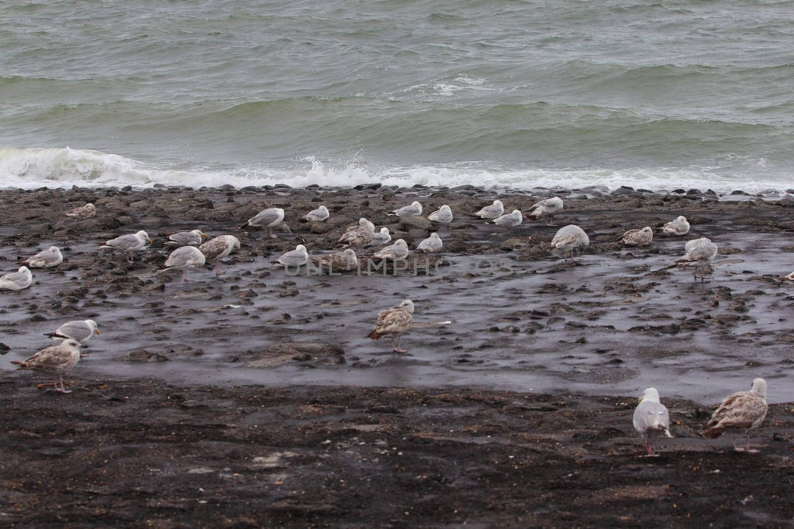 The European herring gull (Larus argentatus) is a large gull. One of the best known of all gulls along the shores of western Europe, it was once abundant.