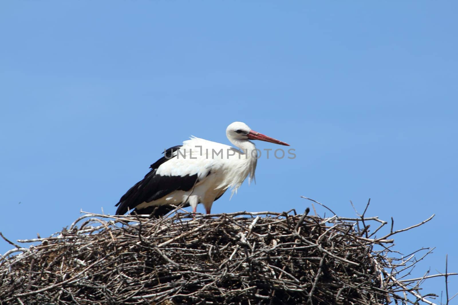 The white stork (Ciconia ciconia) is a large bird in the stork family Ciconiidae