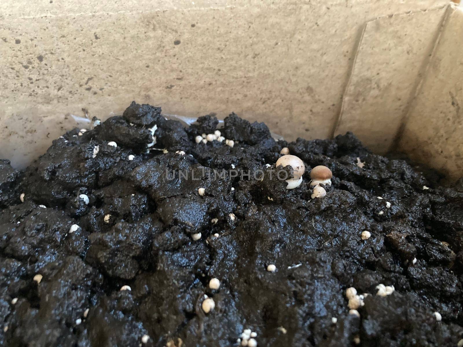 Royal champignon mushrooms grown in the seedlings