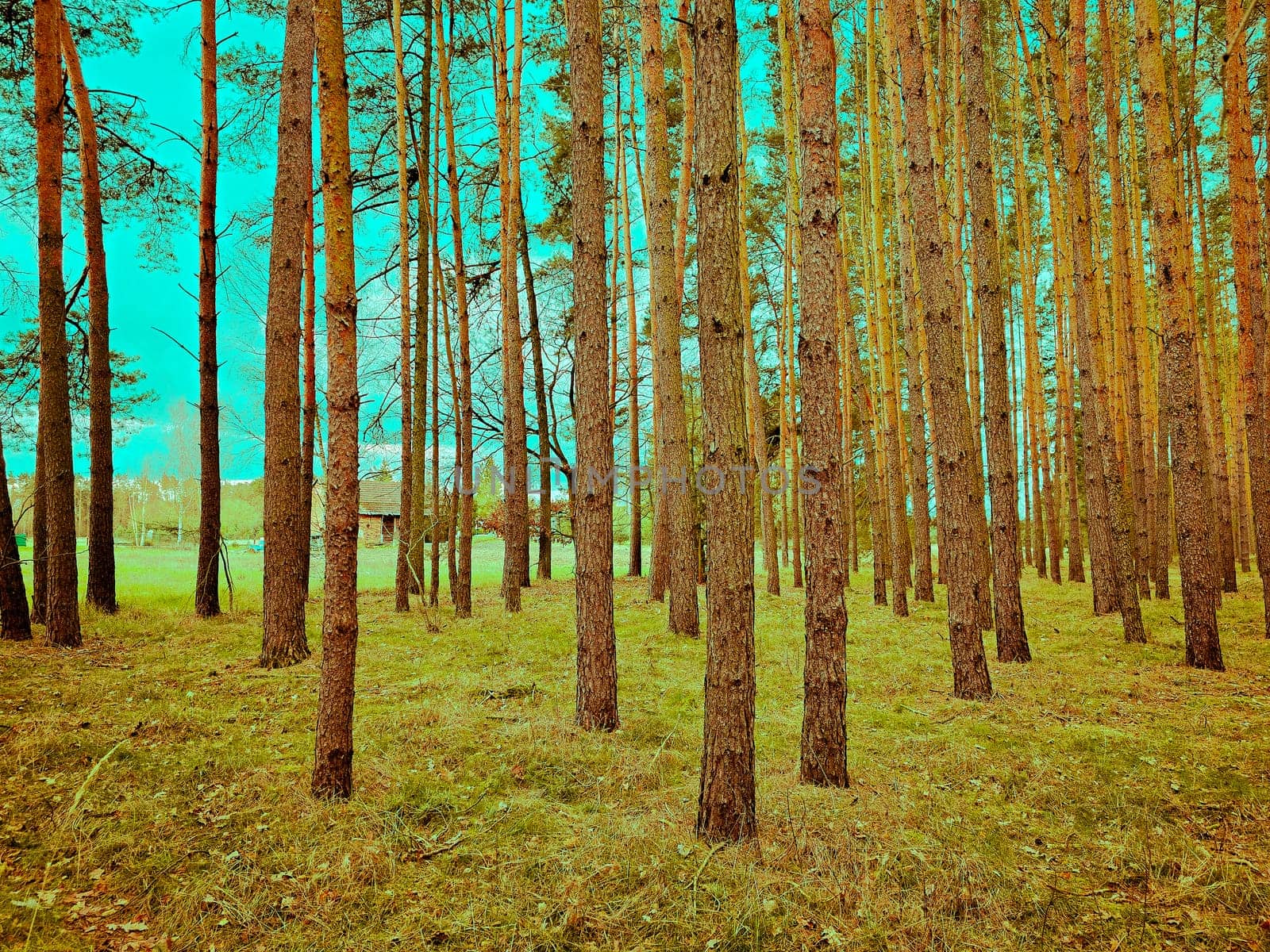 Beautiful view from inside of Polish forest through green forest trees. Scenic background picture of polish spring nature.