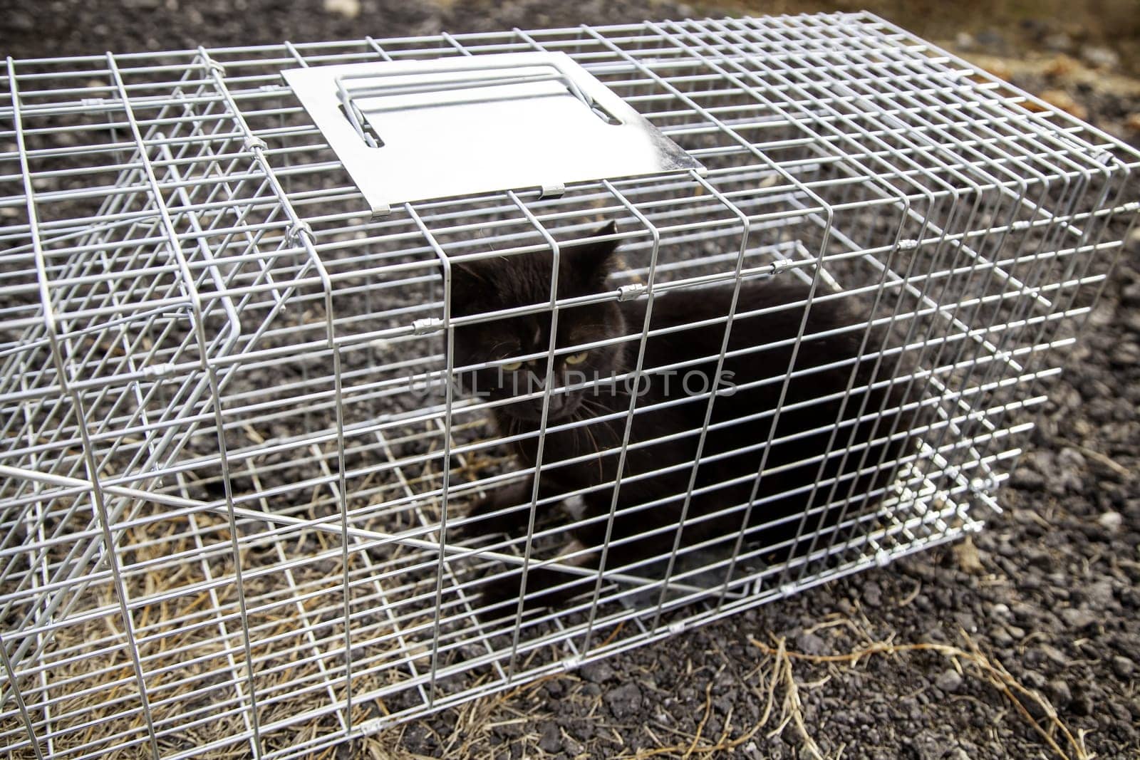 Detail of stray cat captured for medical check-up