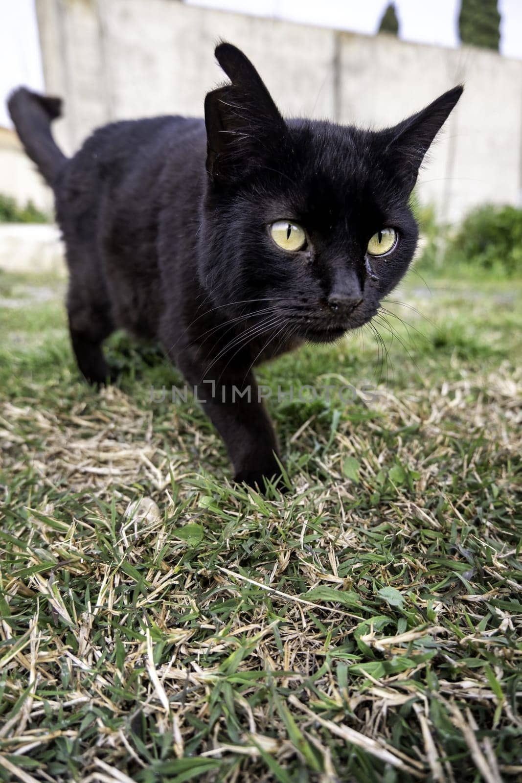 Detail of domestic animals abandoned in the street, animal abuse