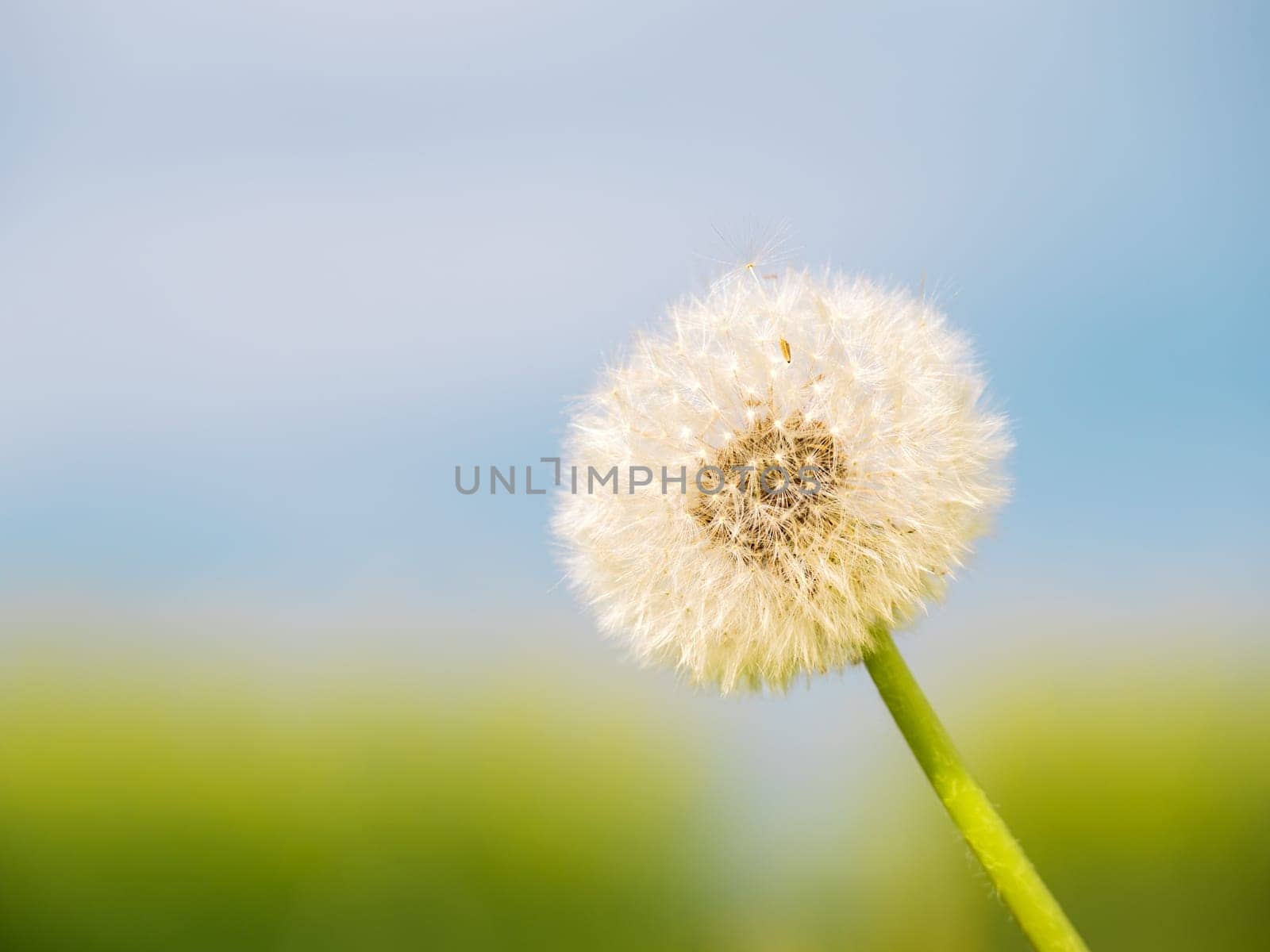 Closed Bud of a dandelion. Dandelion white flowers in green grass. High quality photo