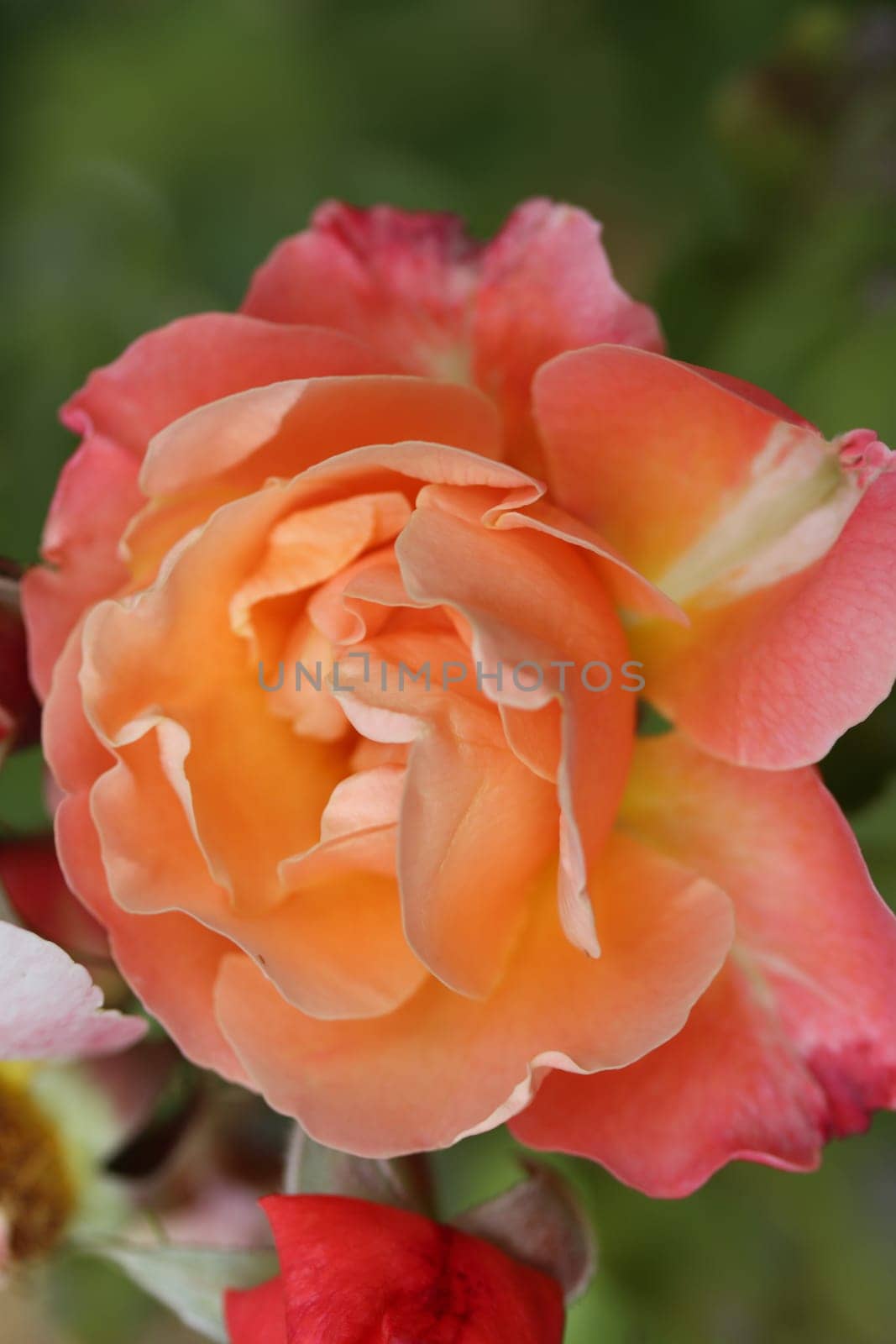 A rose is a woody perennial flowering plant of the genus Rosa, in the family Rosaceae, or the flower it bears