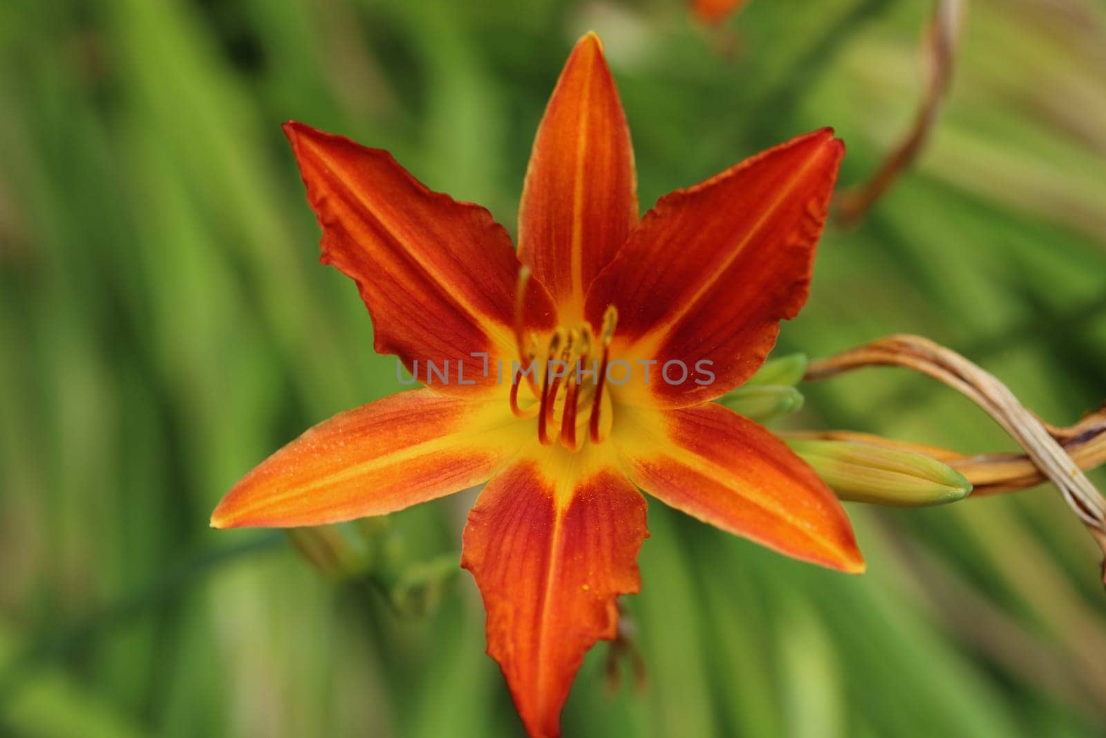 Lilium (members of which are true lilies) is a genus of herbaceous flowering plants growing from bulbs, all with large prominent flowers.