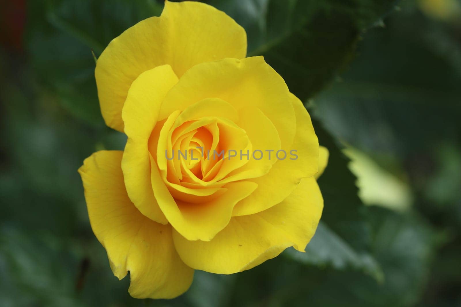 A rose is a woody perennial flowering plant of the genus Rosa, in the family Rosaceae, or the flower it bears