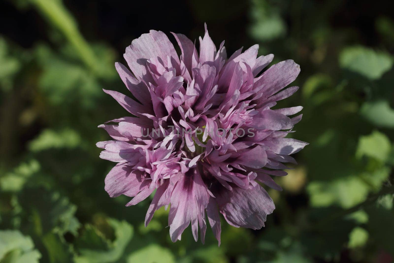 The Turkish poppy is a perennial, herbaceous plant and reaches stature heights up to 100 centimeters