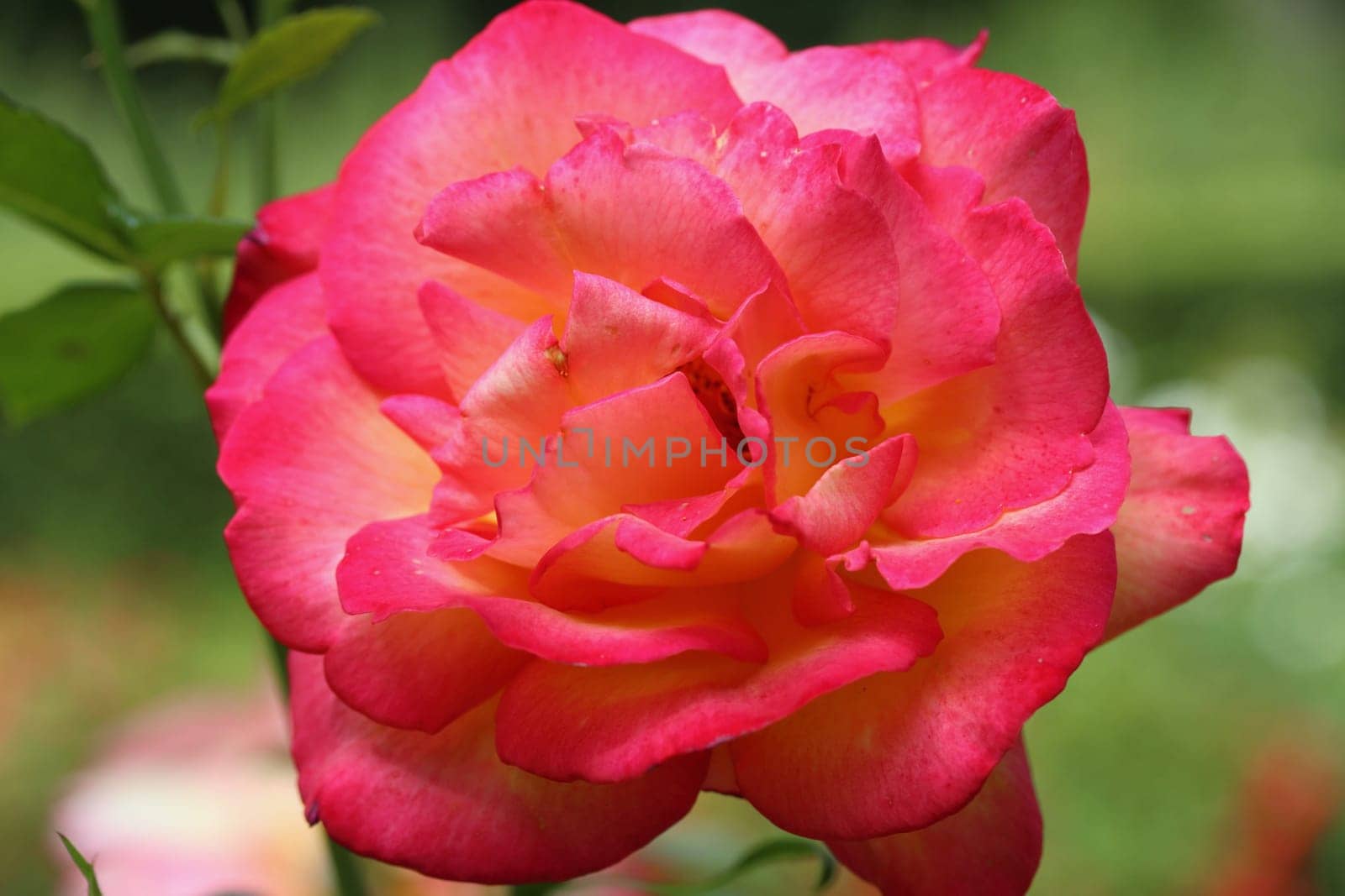 A rose is a woody perennial flowering plant of the genus Rosa, in the family Rosaceae, or the flower it bears