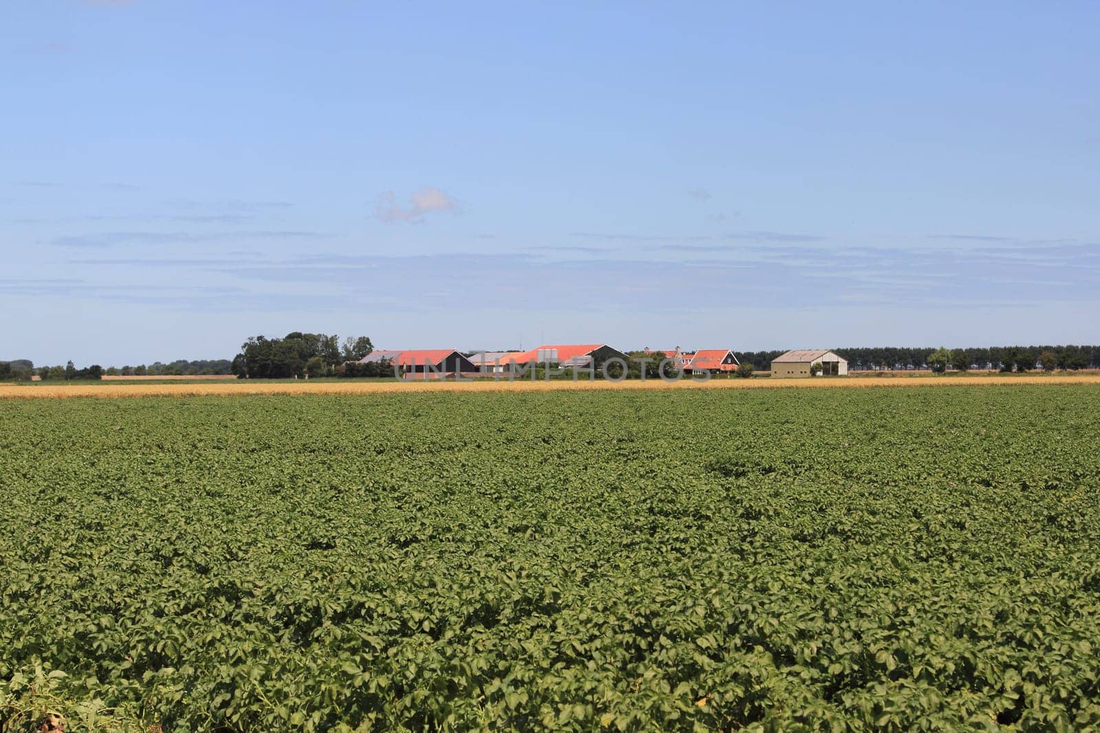 A farmland with green plants and cereals, blue sky in the background