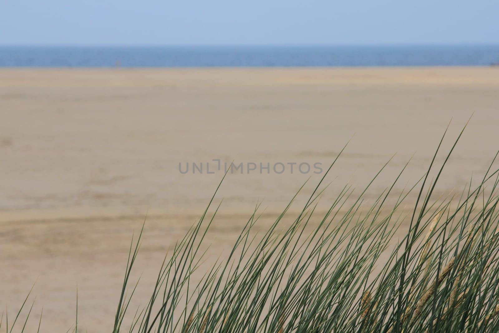 A dune landscape on the North Sea coast in the Netherlands