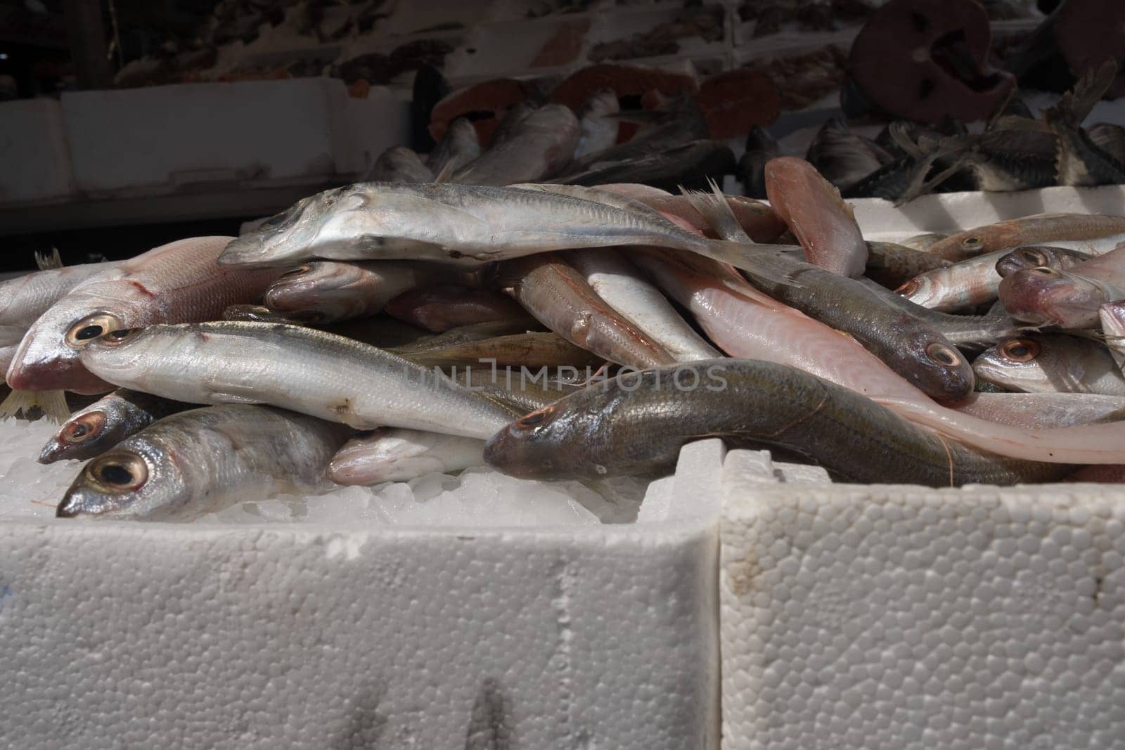 Mediterranean fish exposed in open market in Napoli