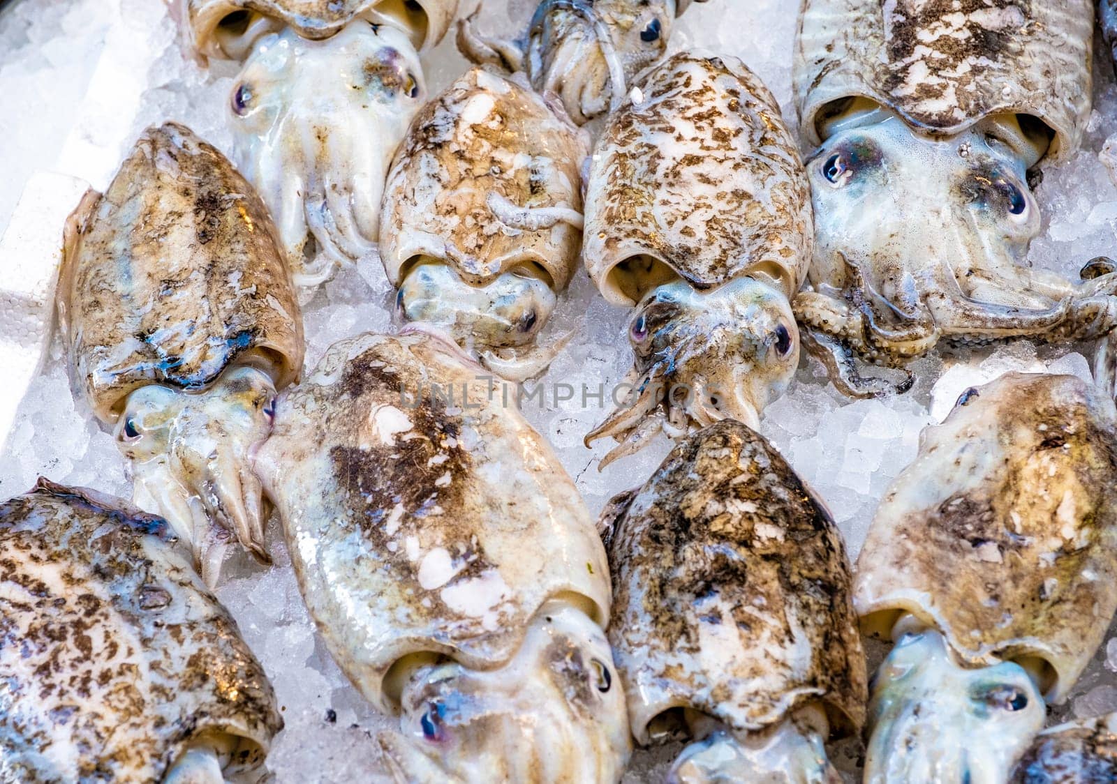 Cuttlefish in open seamarket, Napoli