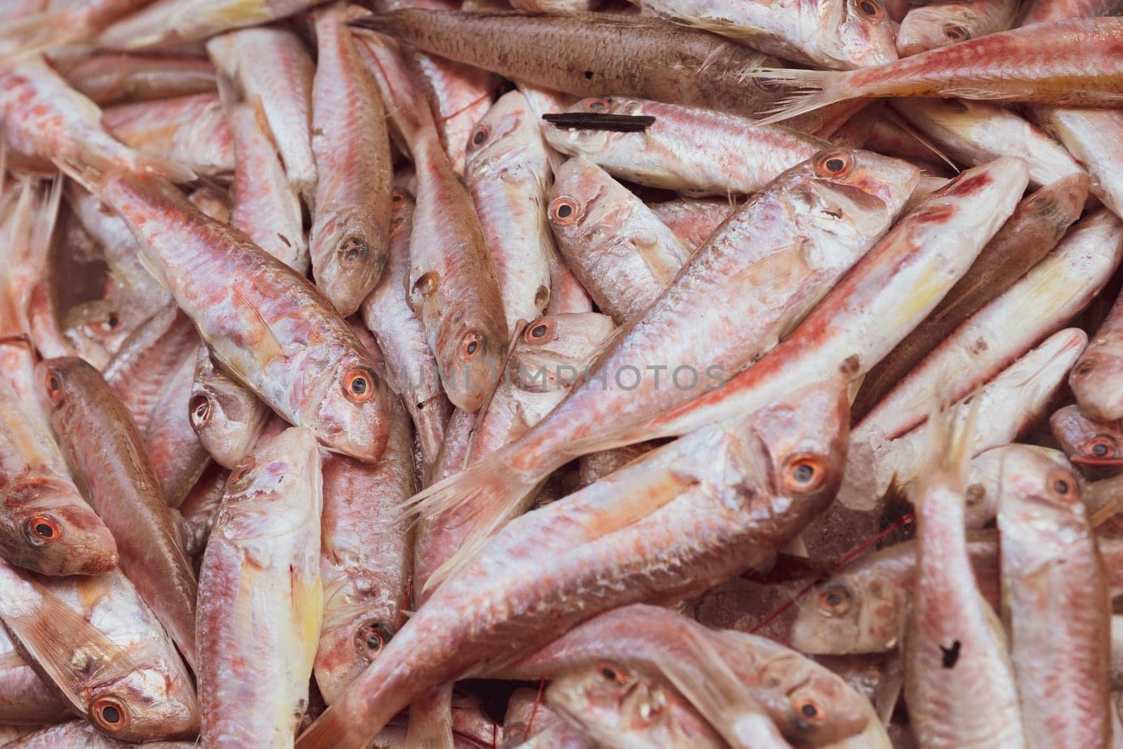 Cuttlefish in open seamarket, Napoli