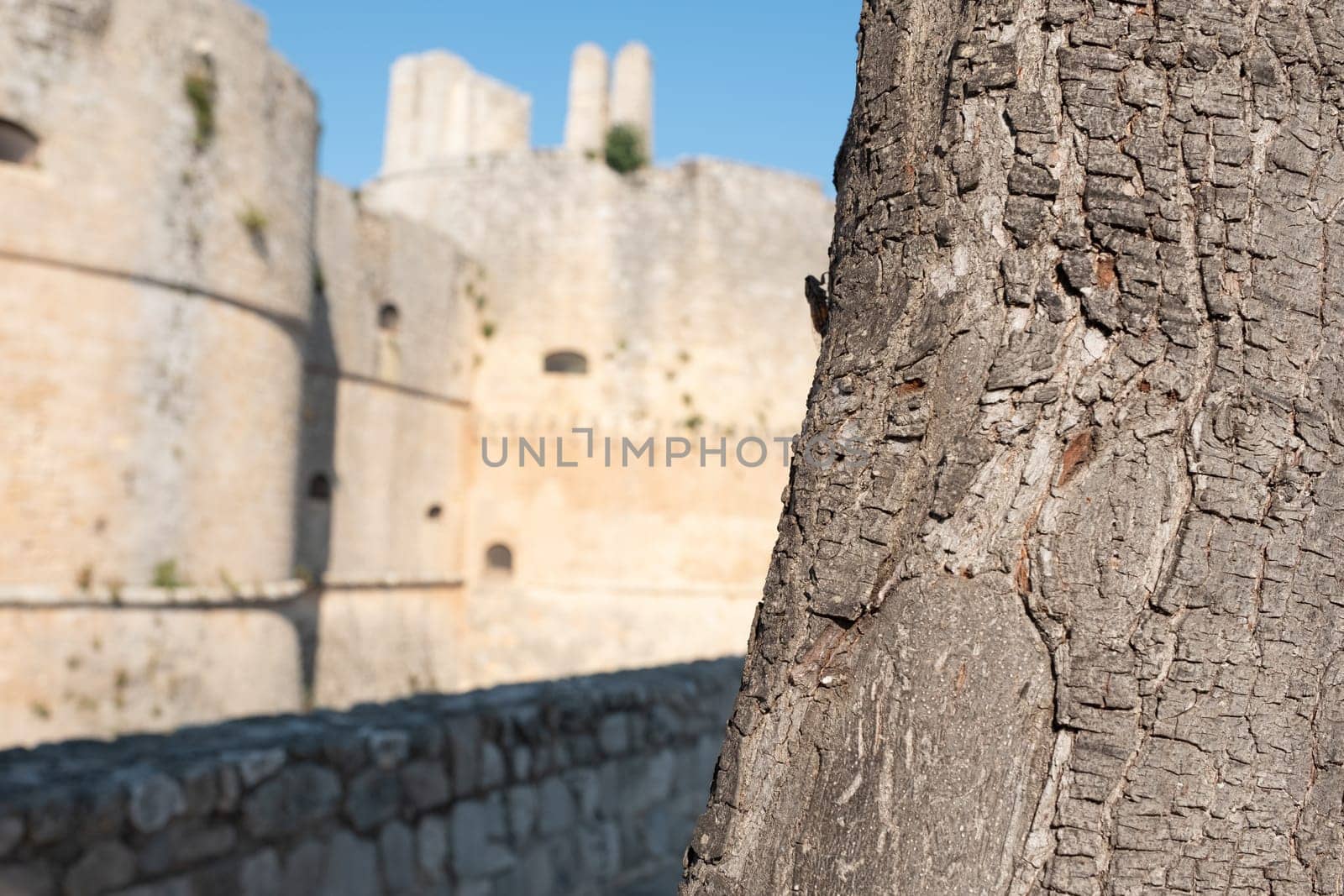 cicada on a tree with backround of a castle