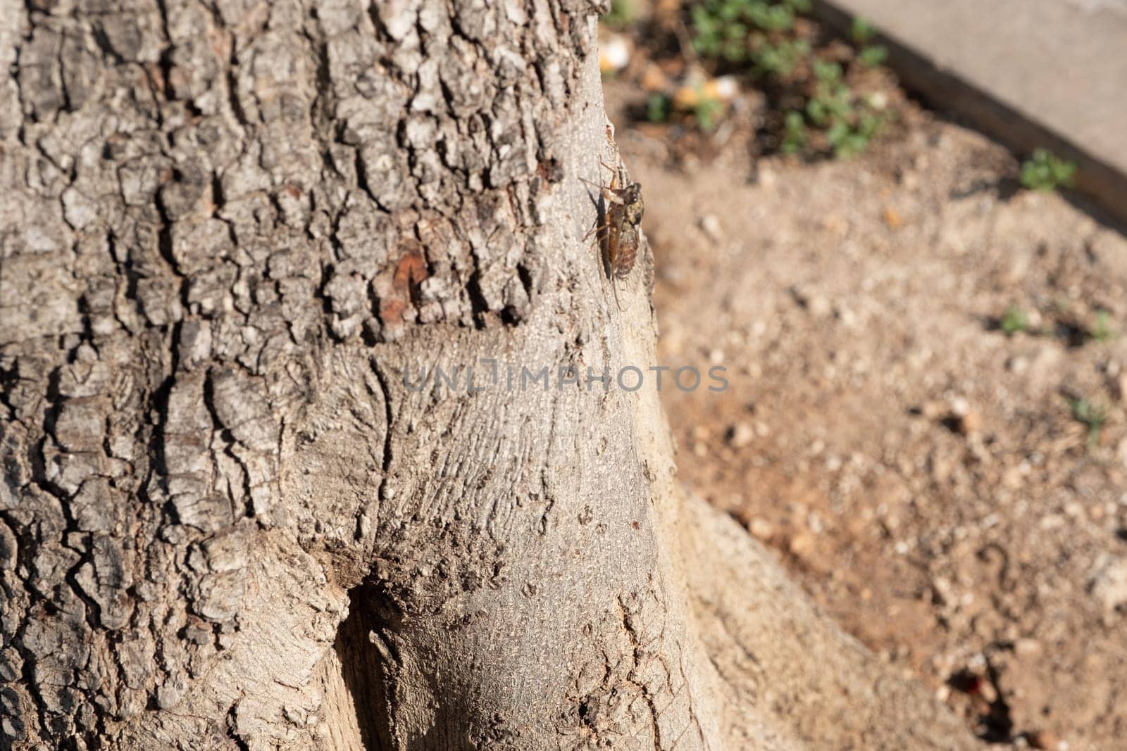 cicada on a tree  closeup