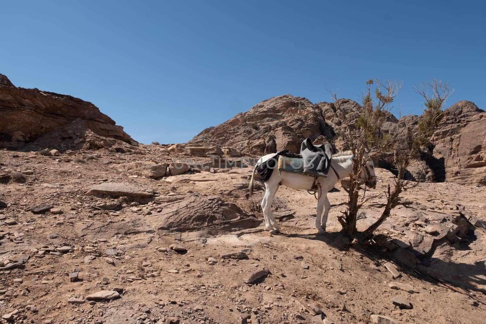 Ruins of Petra, World's UNESCO Heritage, Jordan