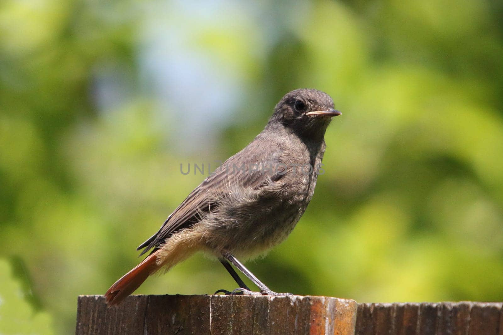 the black redstart (Phoenicurus ochruros) is a small passerine bird in the redstart genus Phoenicurus.