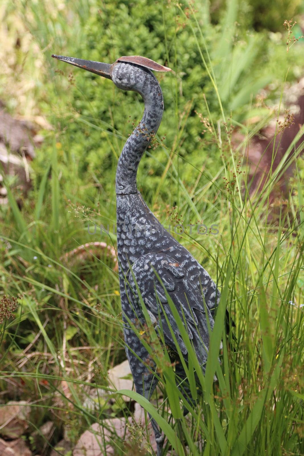 The Great Blue Heron (Ardea cinerea) is a bird species from the order of the Ciconiiformes