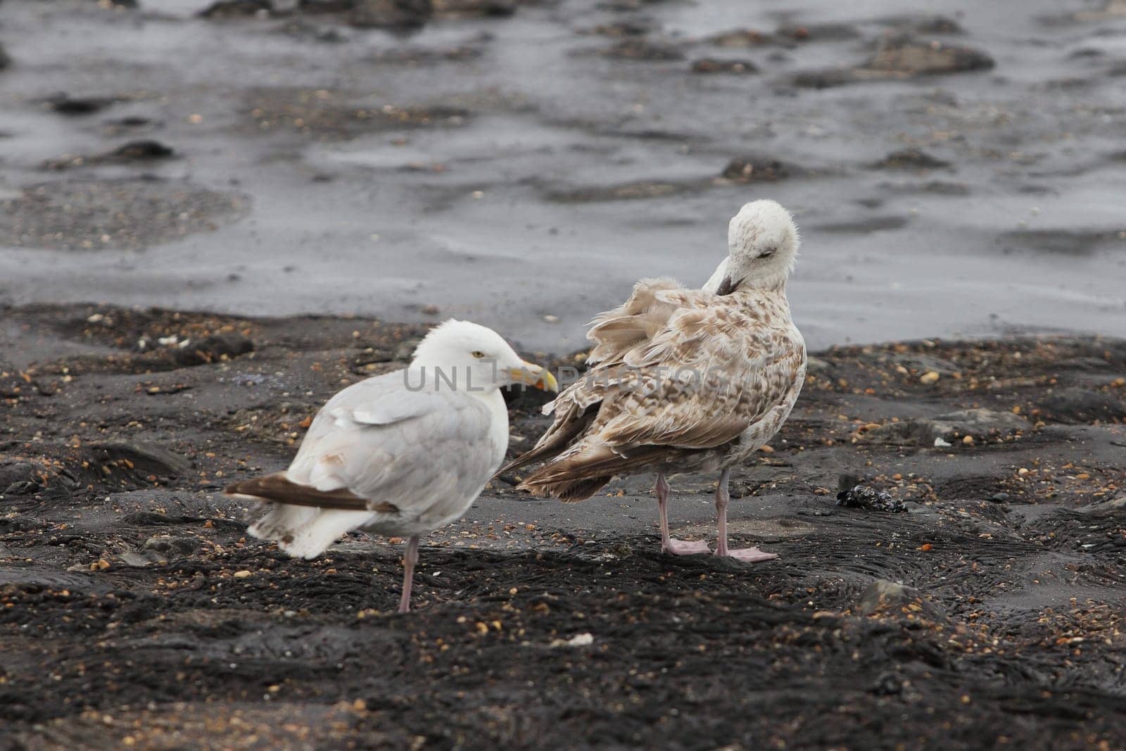 The European herring gull (Larus argentatus) is a large gull. One of the best known of all gulls along the shores of western Europe, it was once abundant.