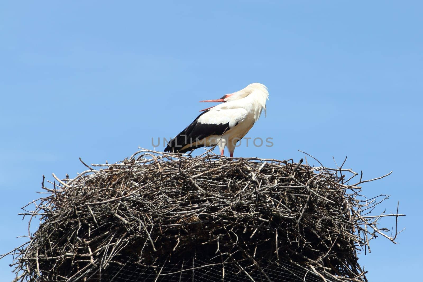 The white stork (Ciconia ciconia) is a large bird in the stork family Ciconiidae