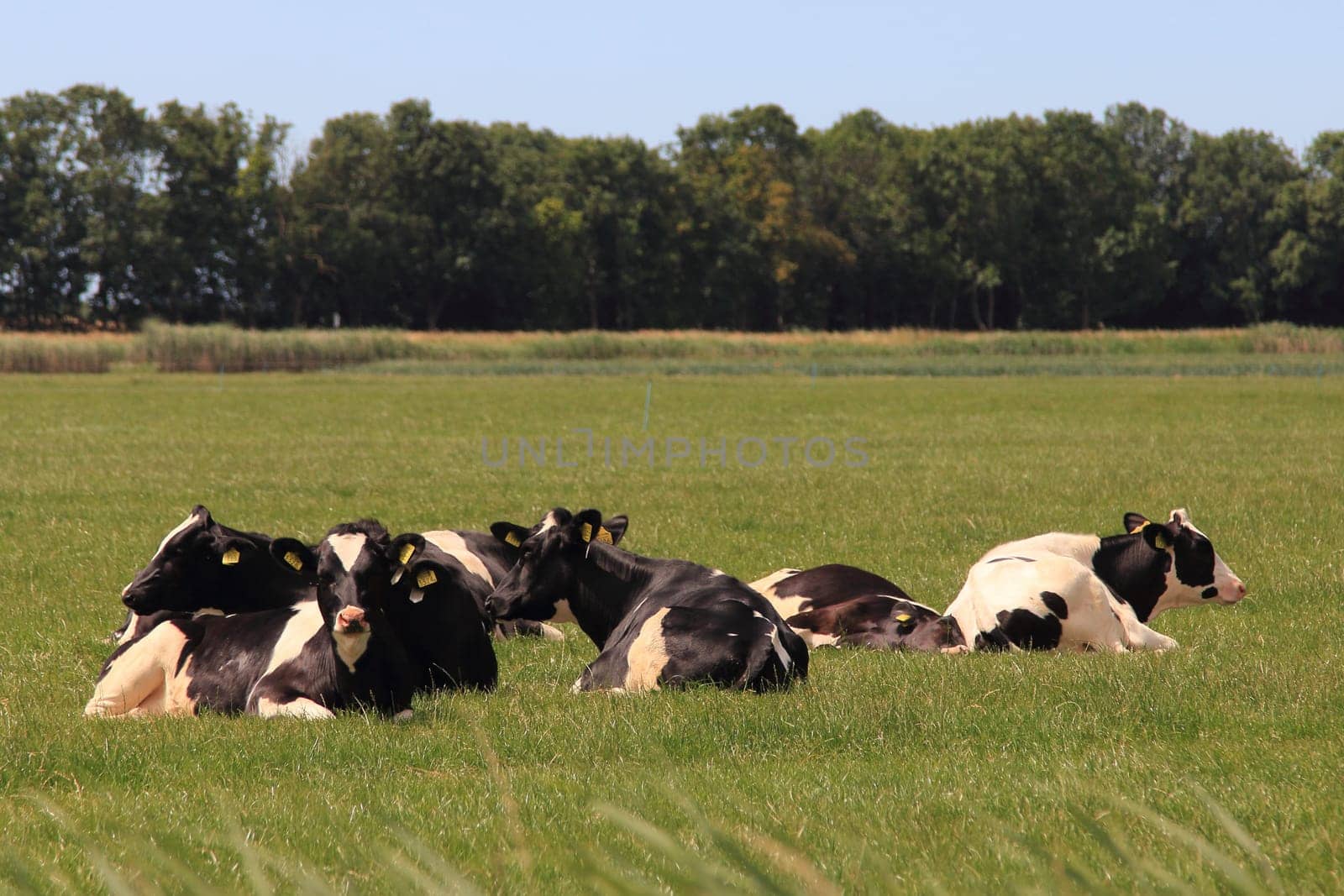 A herd of cows with several animals lies on a meadow