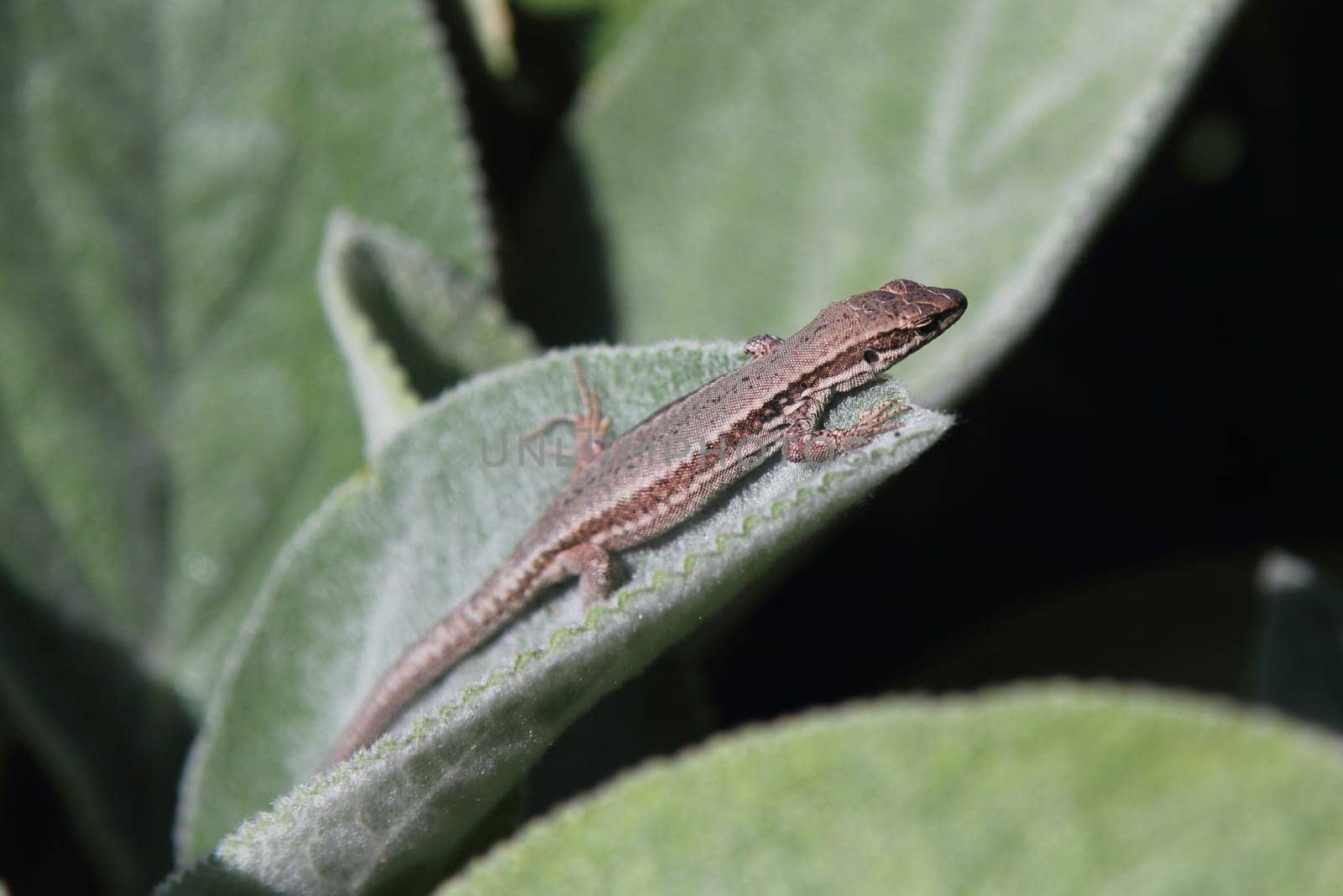 Podarcis muralis (common wall lizard) is a species of lizard with a large distribution in Europe and well-established introduced populations in North America