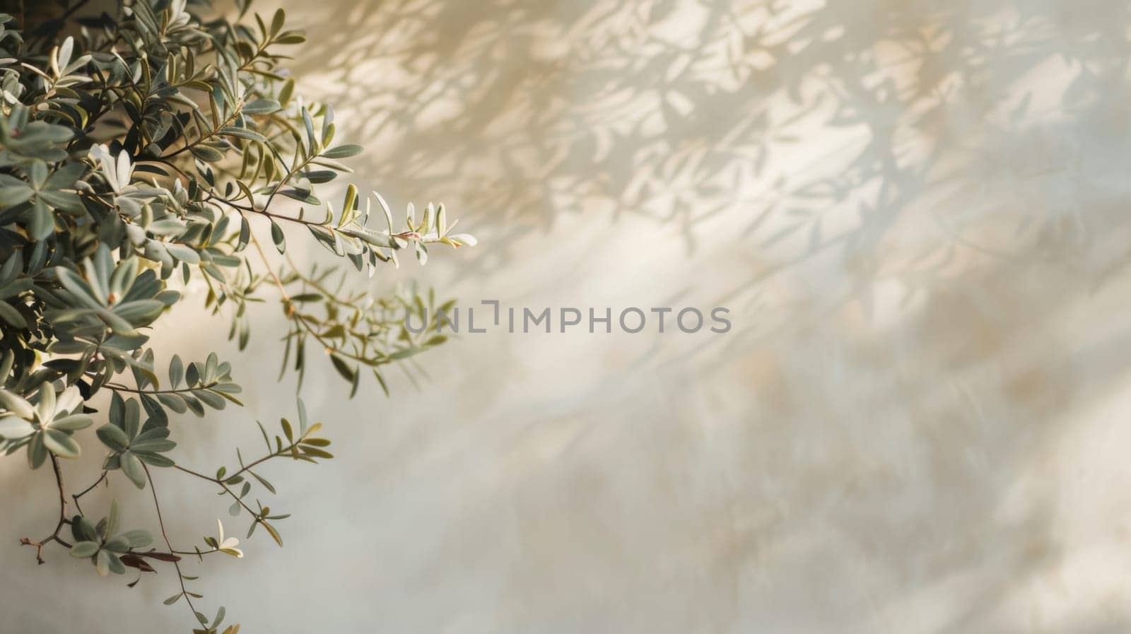 A branch of an olive tree is illuminated by sunlight, showcasing its leaves and textures in a bright and clear setting.