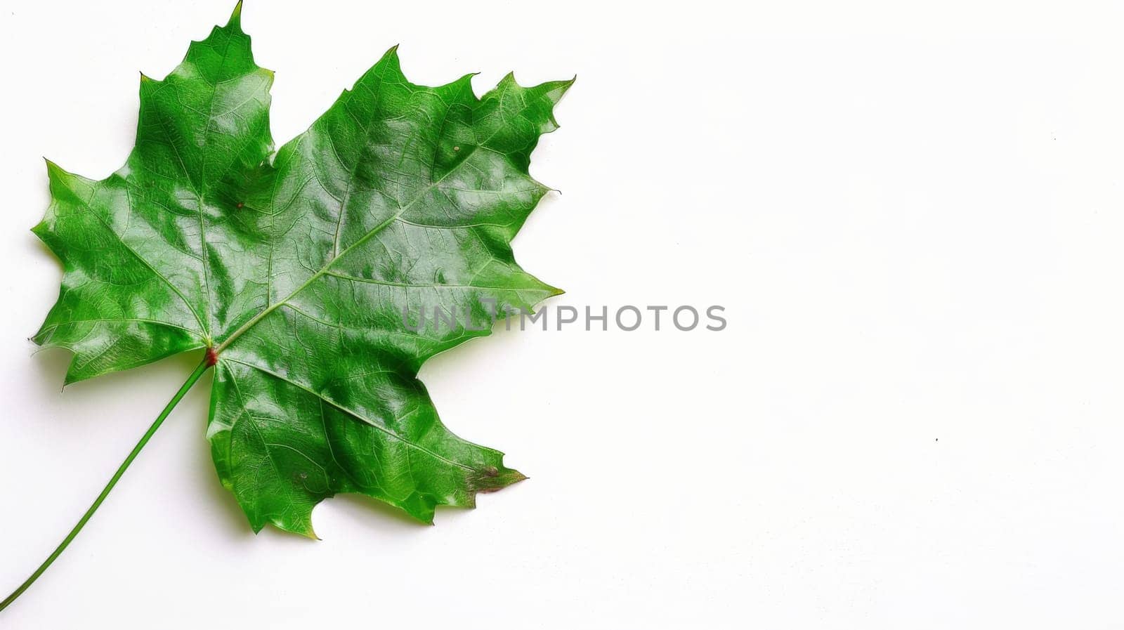 A single green leaf lies flat on a clean white surface, its vibrant color contrasting sharply against the stark background. The leaf is unblemished and slightly curled at the edges, suggesting it may have recently fallen from a nearby tree.