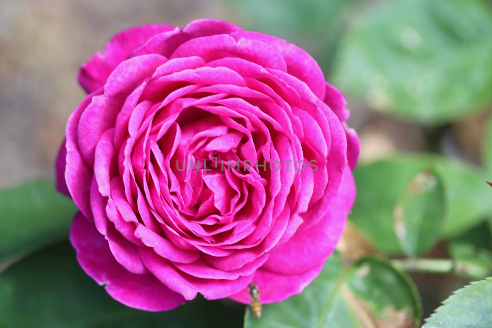 A rose is a woody perennial flowering plant of the genus Rosa, in the family Rosaceae, or the flower it bears