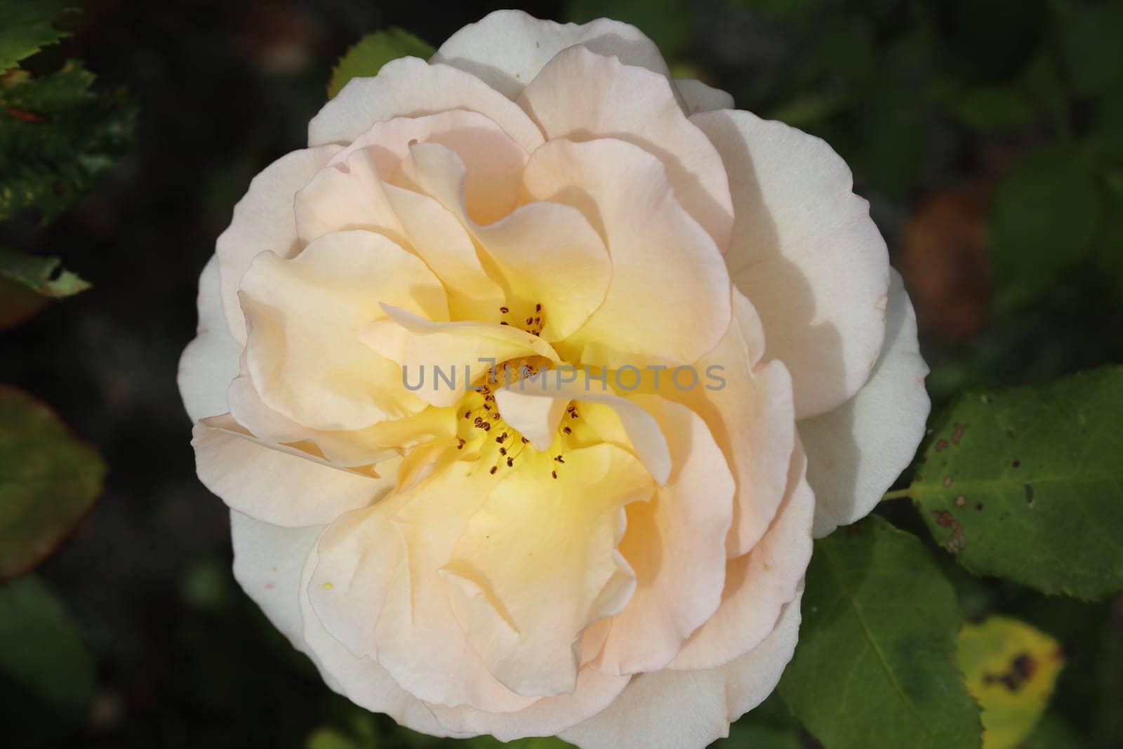 A rose is a woody perennial flowering plant of the genus Rosa, in the family Rosaceae, or the flower it bears