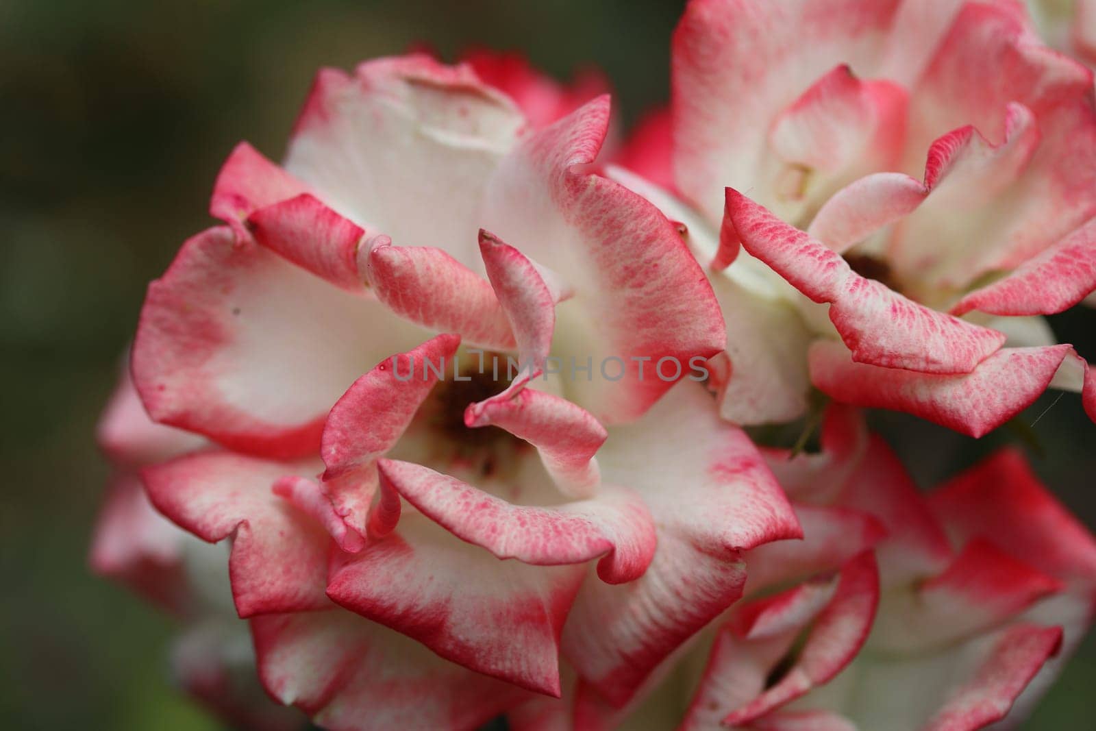 A rose is a woody perennial flowering plant of the genus Rosa, in the family Rosaceae, or the flower it bears