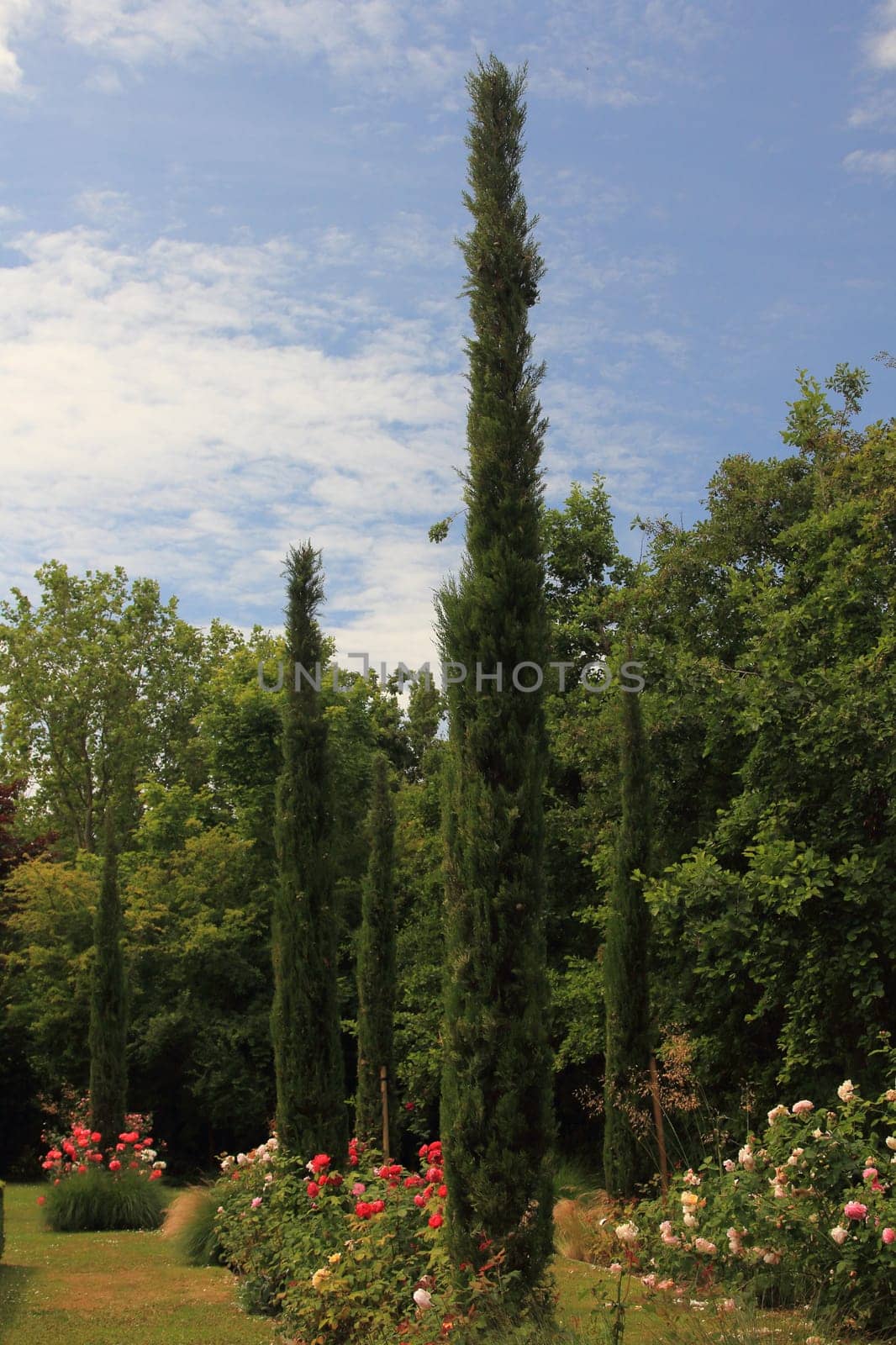 cupressus sempervirens, the Mediterranean cypress also known pencil pine,  is a species of cypress native to the eastern Mediterranean region