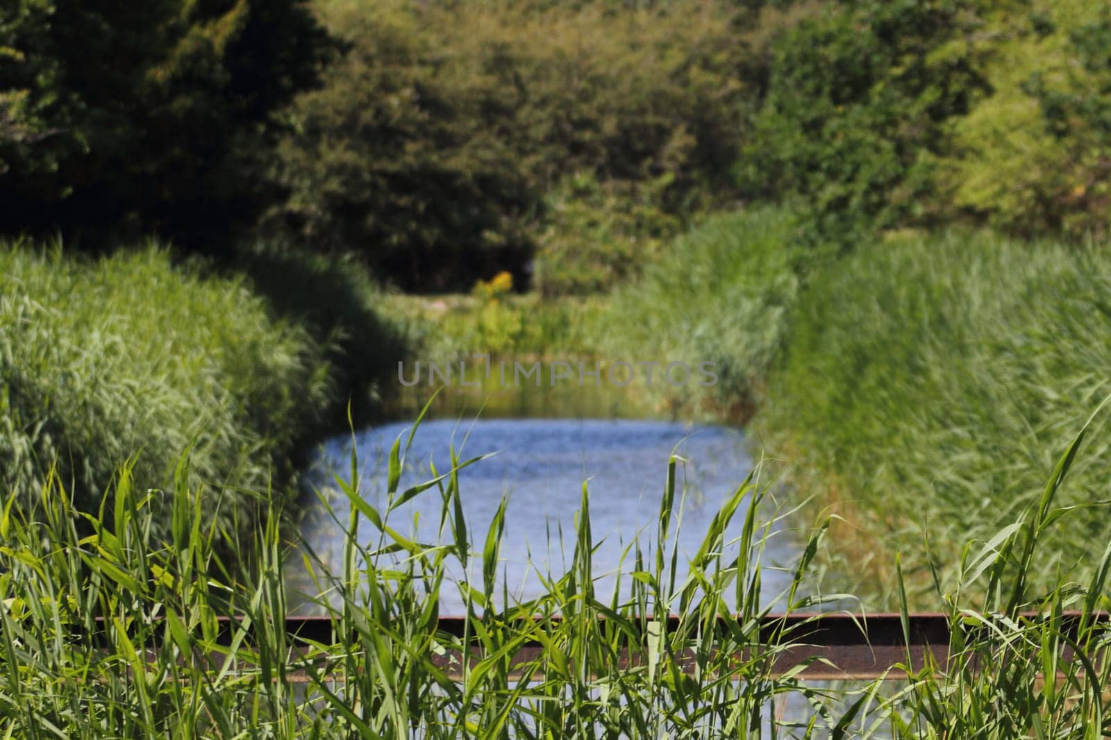 a natural landscape on the shores of an idyllic lake