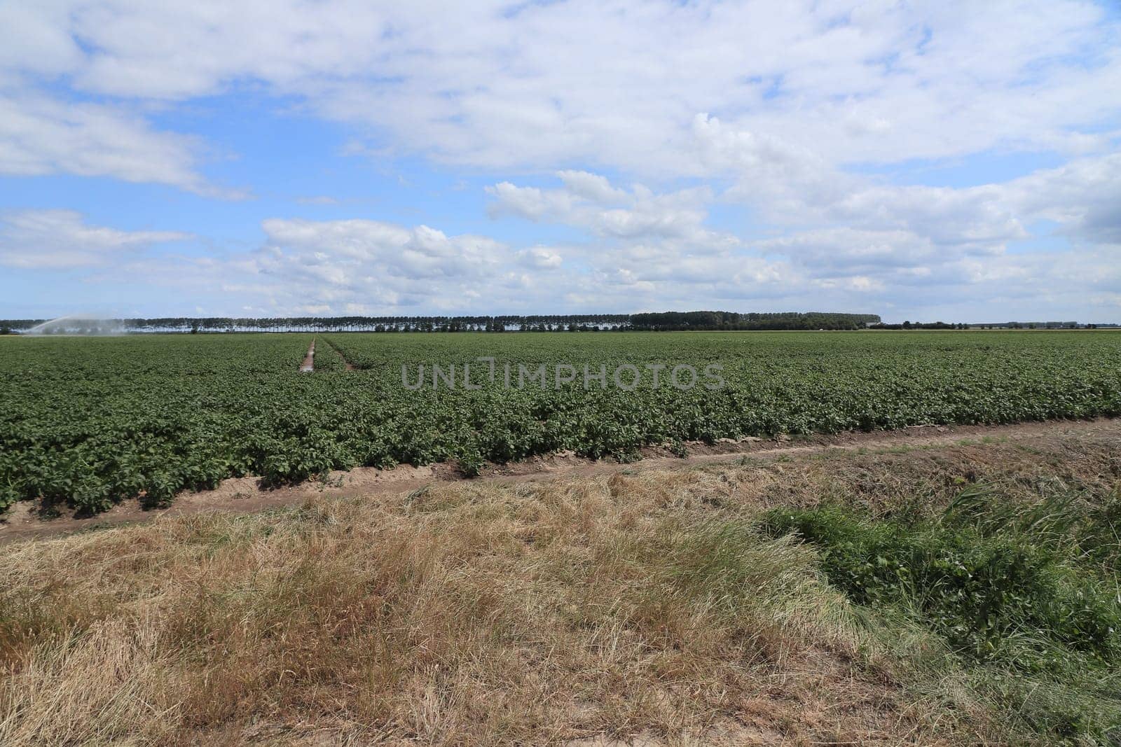 large field of vegetables with blue sky and clouds in the background