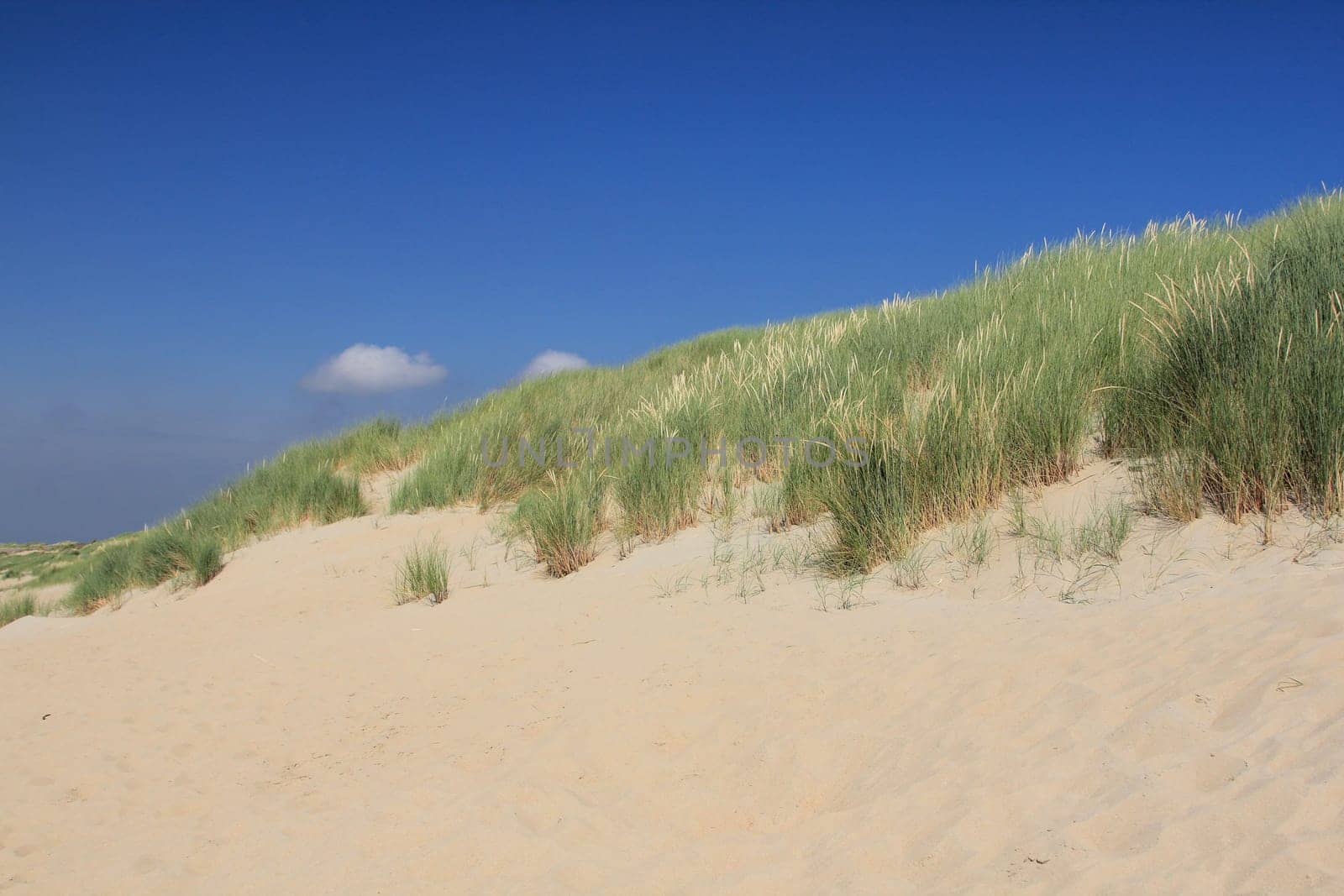 A dune landscape on the North Sea coast in the Netherlands
