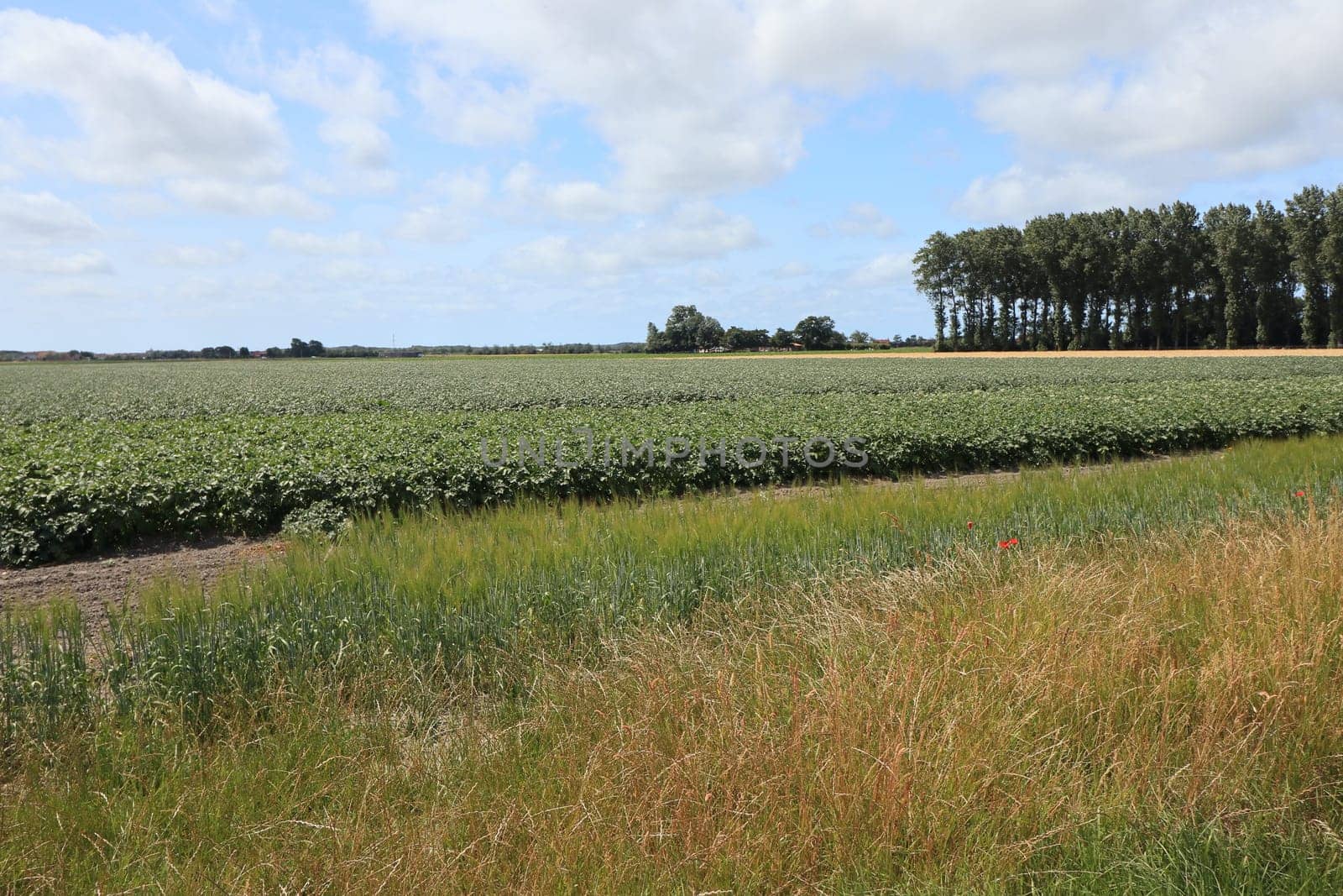 large field of vegetables with blue sky and clouds in the background