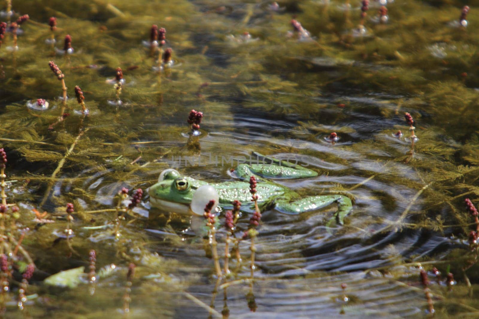 Pelophylax is a genus of true frogs widespread in Eurasia, with a few species ranging into northern Africa