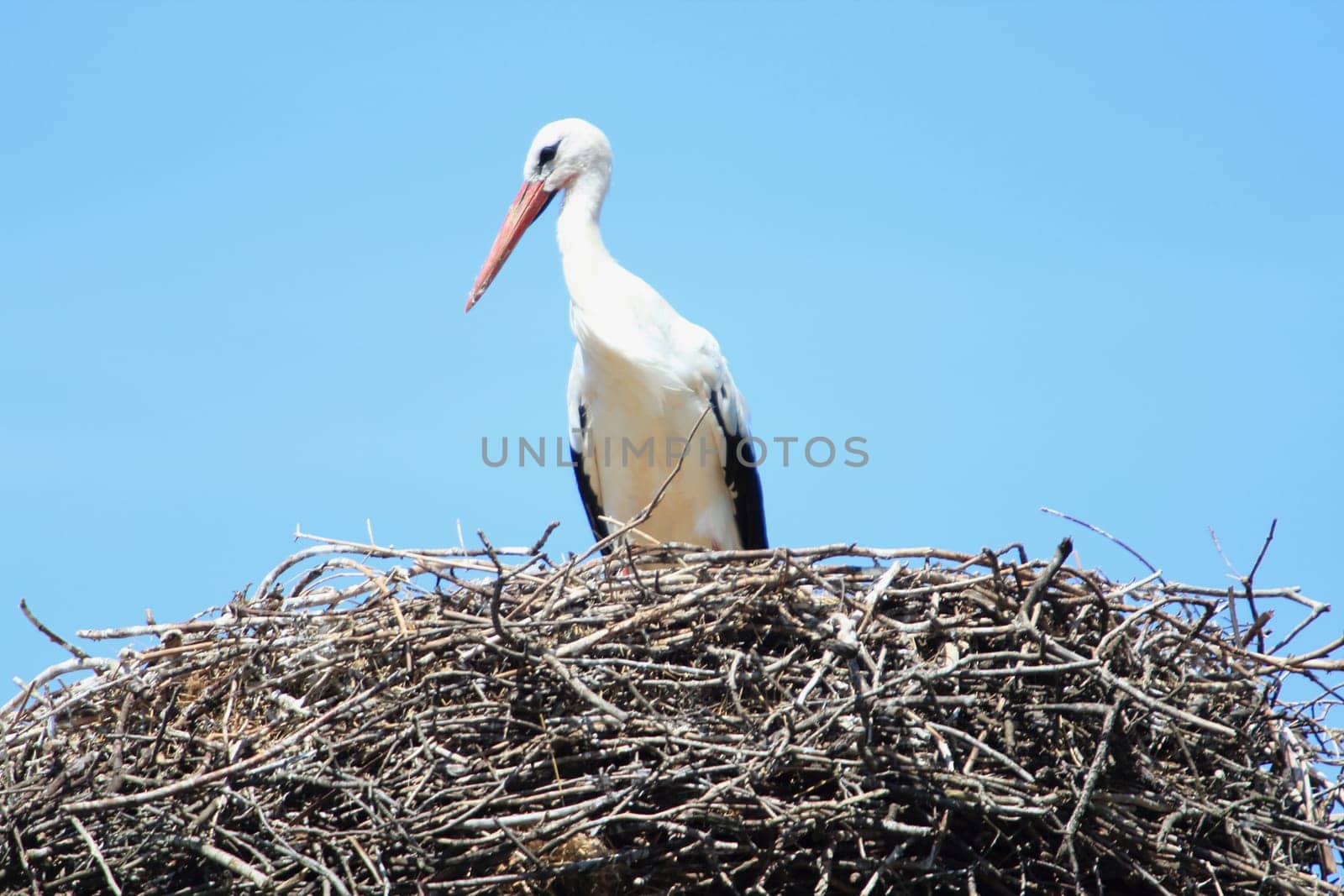 The white stork (Ciconia ciconia) is a large bird in the stork family Ciconiidae
