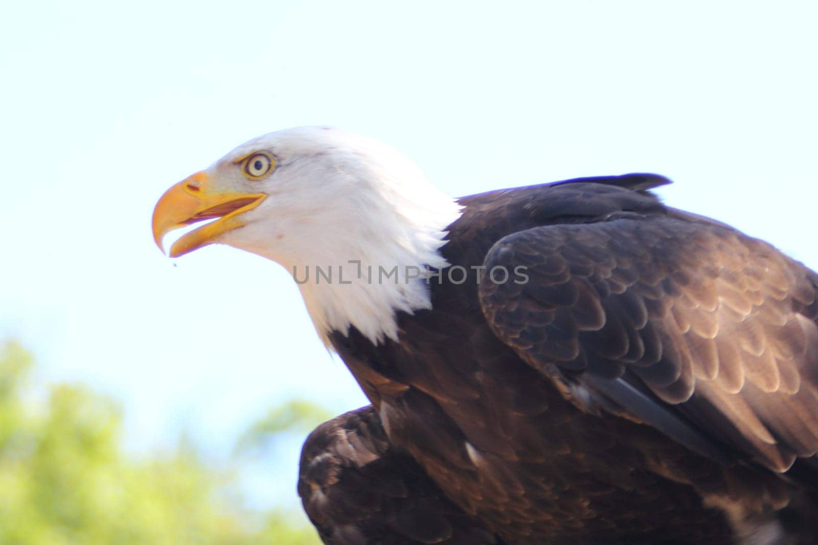 Detailed view of a bald eagle (Haliaeetus leucocephalus)