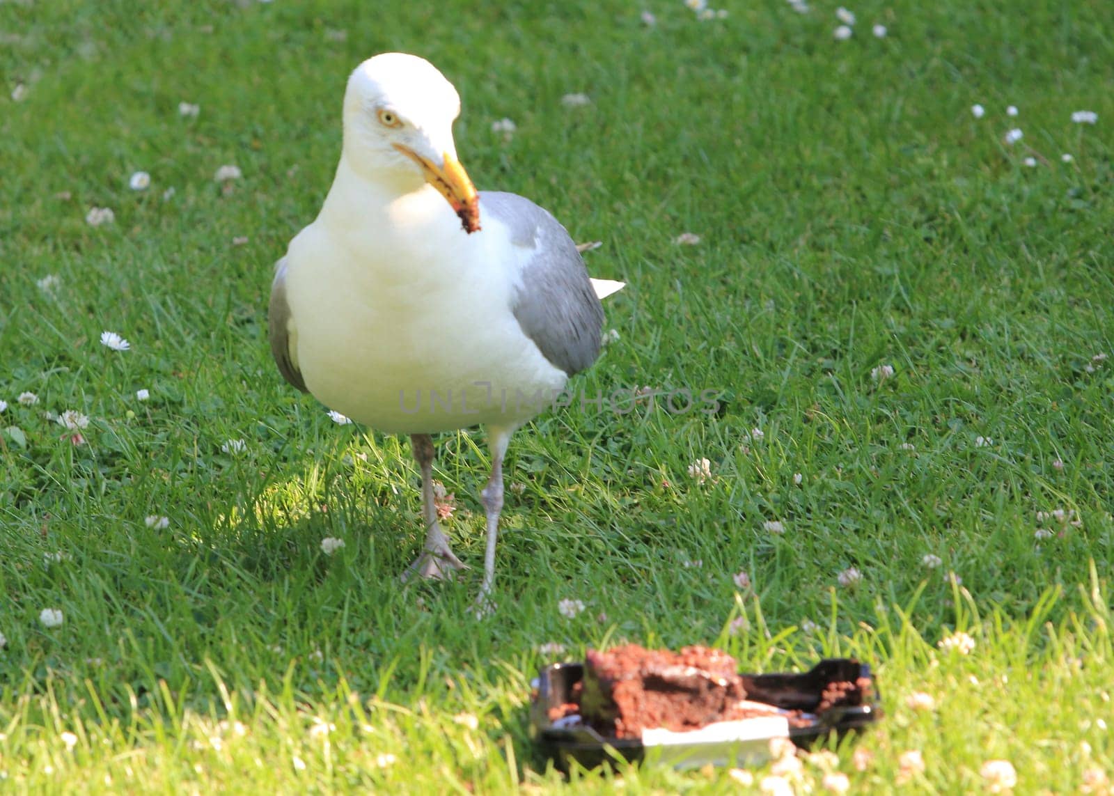 The European herring gull (Larus argentatus) is a large gull. One of the best known of all gulls along the shores of western Europe, it was once abundant.
