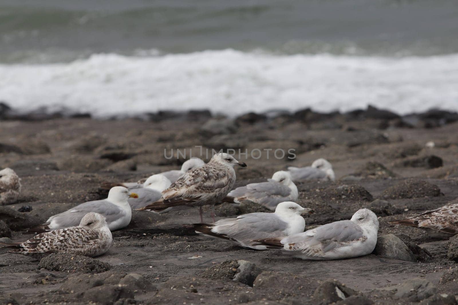 The European herring gull (Larus argentatus) is a large gull. One of the best known of all gulls along the shores of western Europe, it was once abundant.
