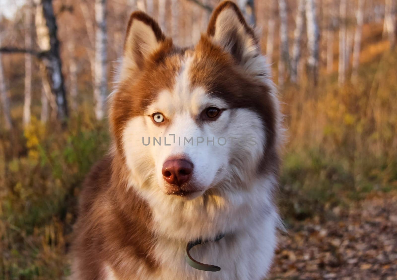 Dog, a pet of all a people.