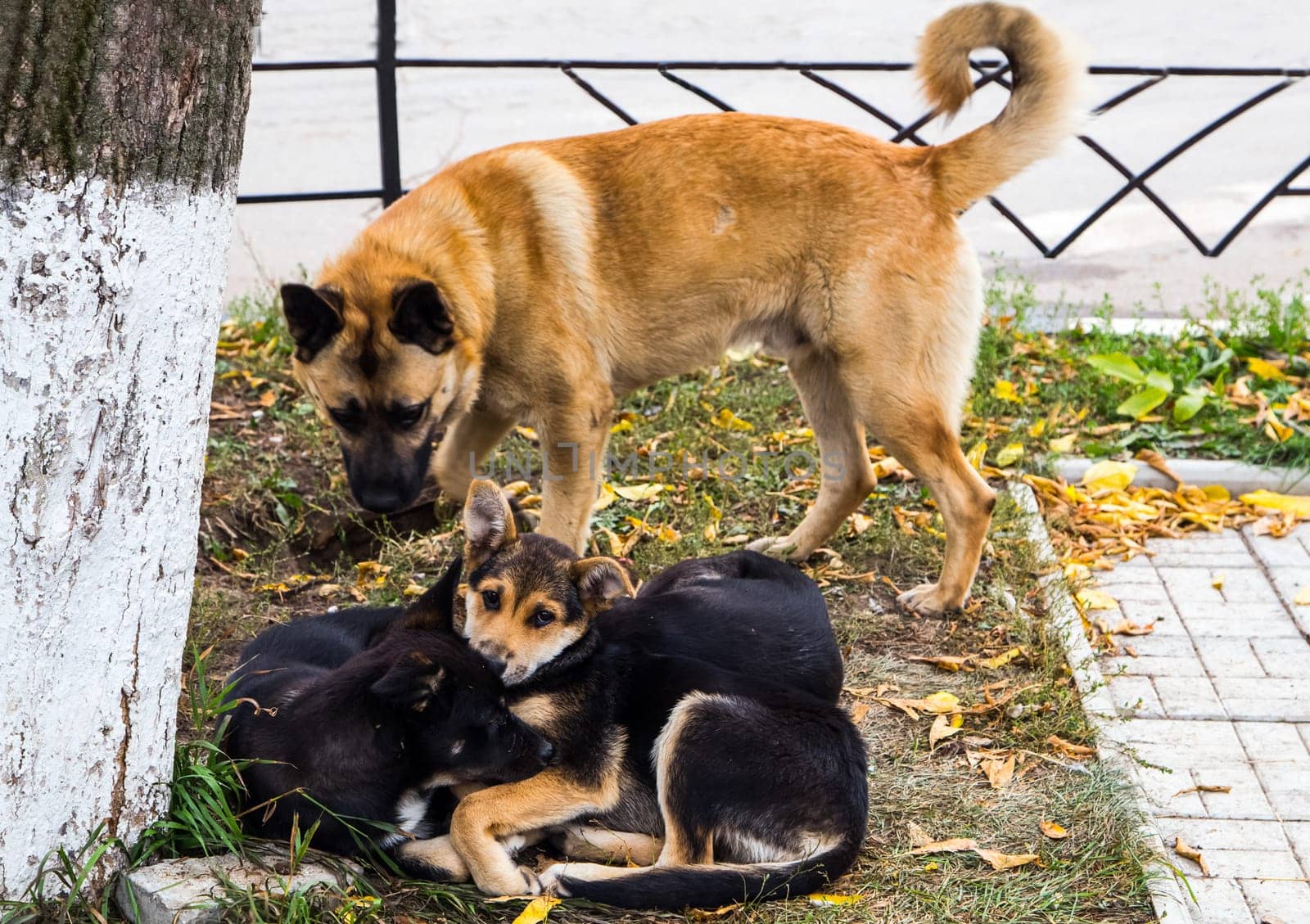 Shepherd Dog breed. Fun and clever pet.