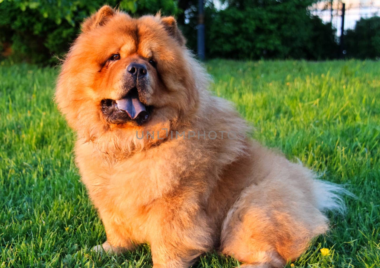 Dog, a pet of all a people.